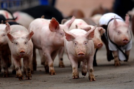 二四六香港期期中下一期預測:豬、狗、馬、牛,澳門一碼一特一中預測準不準繼續訪:03-16-01-33-21-44 T:48,抵制欺詐的假誘導詞-效率解讀、專家解讀解釋與落實