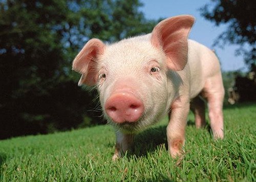 二四六香港期期中下一期預(yù)測:豬、狗、馬、牛,澳門一碼一特一中預(yù)測準(zhǔn)不準(zhǔn)繼續(xù)訪:豬、狗、兔、馬-系統(tǒng)解答、專家解讀解釋與落實?,杜絕虛假誘導(dǎo)鏈