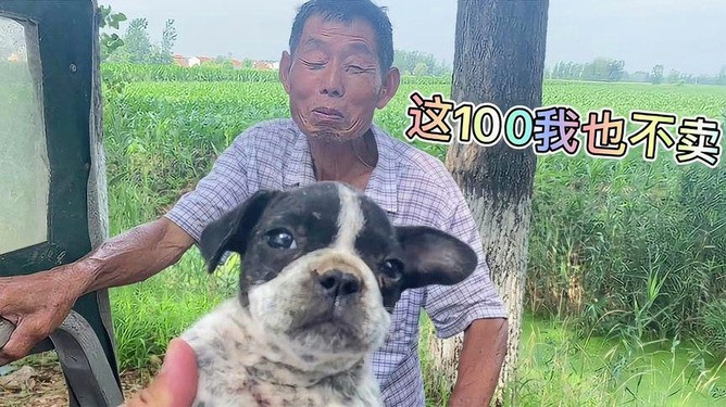 二四六香港期期中下一期預(yù)測:豬、狗、馬、牛,澳門一碼一特一中預(yù)測準(zhǔn)不準(zhǔn)繼續(xù)訪:豬、狗、兔、馬-系統(tǒng)解答、專家解讀解釋與落實?,杜絕虛假誘導(dǎo)鏈