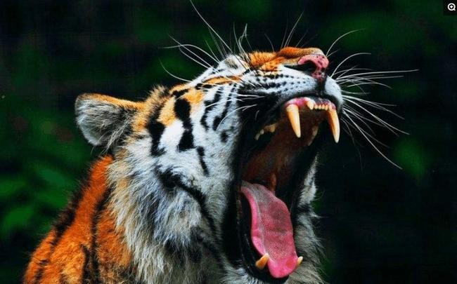 澳門一碼一特一中每一期預測:蛇、馬、牛、虎,77778888888精準:雞、蛇、羊、虎實用釋義、解釋與落實-規避誤導的假宣傳困