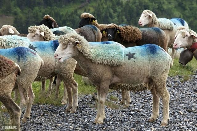 2025天天免費資料正版與澳門免費資科大全:狗、虎、馬、羊和抵制徒有虛名標榜-保障分析、解釋與落實