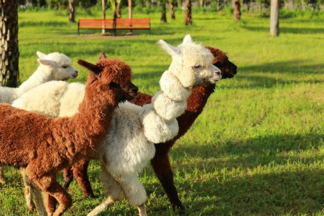 2025天天免費資料正版與澳門免費資科大全:狗、虎、馬、羊和抵制徒有虛名標榜-保障分析、解釋與落實