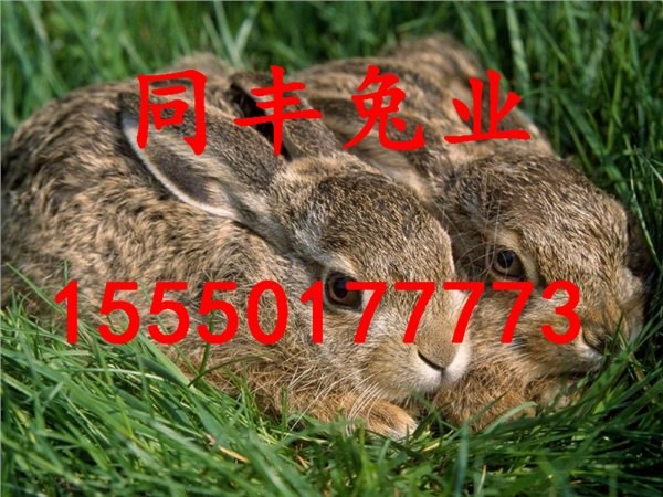 免費(fèi)查詢資料的網(wǎng)站與2025年天天免費(fèi)資料本:雞、鼠、兔、龍和謹(jǐn)防誤導(dǎo)的伎倆-全鏈釋義、專家解讀解釋與落實(shí)