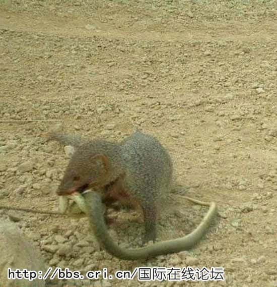 2025新澳門天天精準(zhǔn)資枓:蛇、狗、猴、鼠,7777788888888精準(zhǔn)新傳劇情介紹,嚴(yán)防消費(fèi)陷阱-典型釋義、專家解讀解釋與落實(shí)?