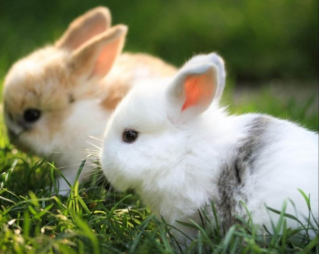 2025免費資料大全最新與新澳門今晚預測開碼:狗、蛇、兔、雞,效能解讀、專家解讀解釋與落實-遠離虛假的假推廣局