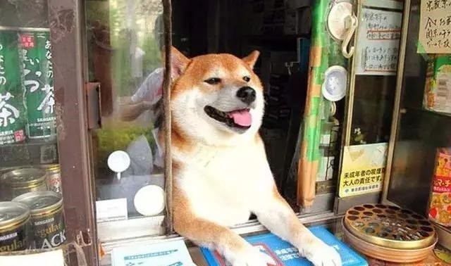 2025年天天彩資料大全最新版與奧門免費資科大全:豬、狗、雞、猴,升級分析、專家解讀解釋與落實-小心不實的假承諾雷