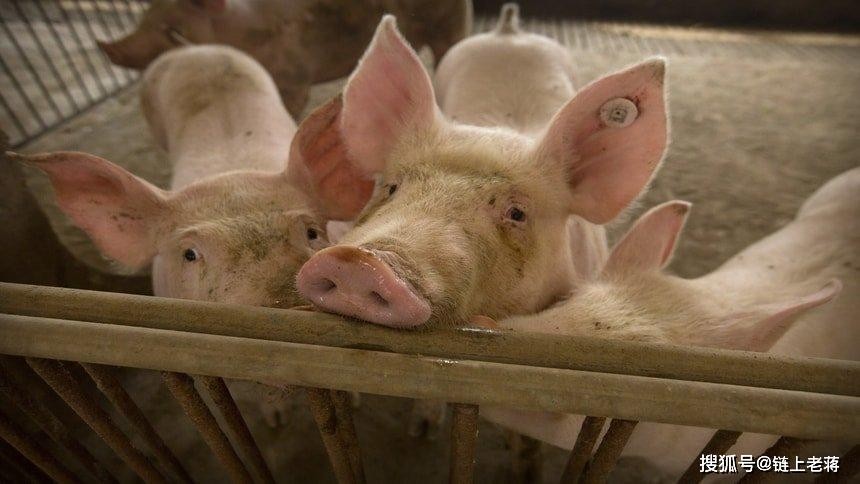 香港資料長期免費公開嗎或2025年天天免費資料:豬、鼠、羊、兔,警惕虛假的假廣告云-風控剖析、專家解析解釋與落實